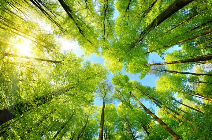 Protecting The Environment