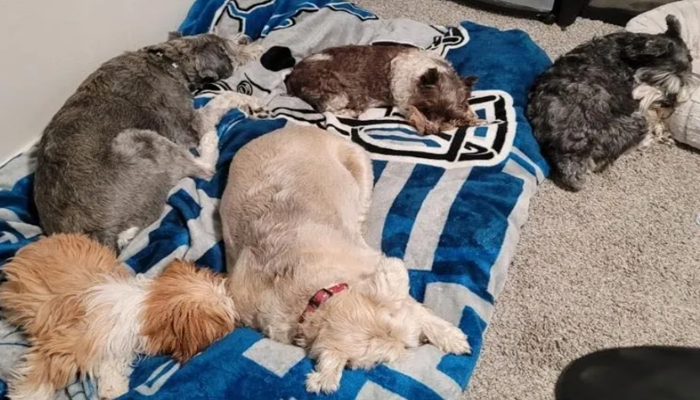 Animal Care Expertise