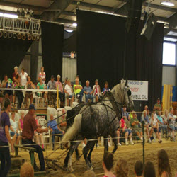 Livestock Shows
