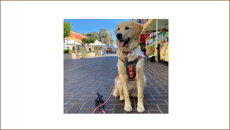  For Our Four-Legged Guests