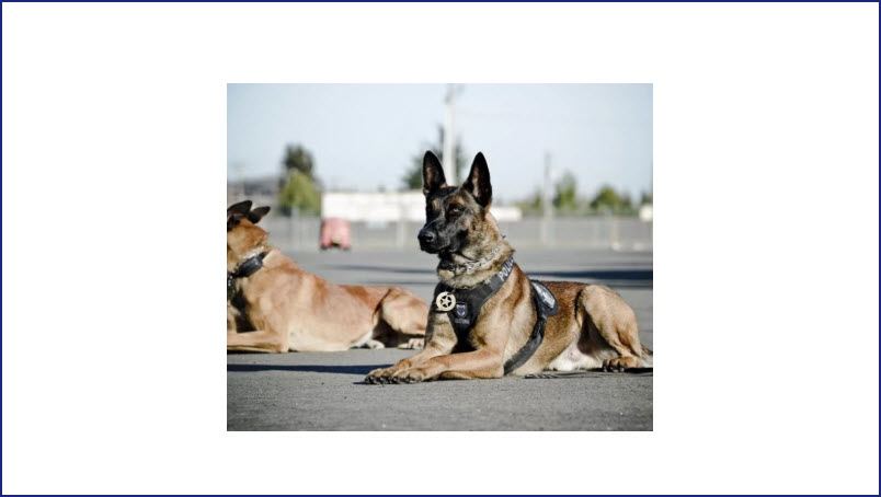 K-9 Unit