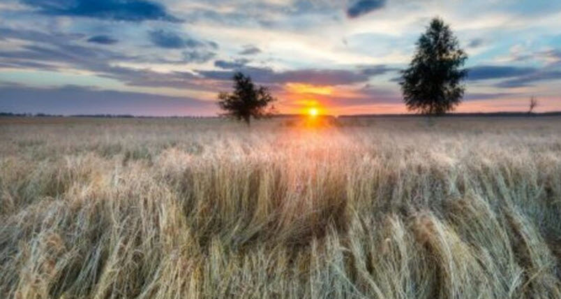 Crop Insurance