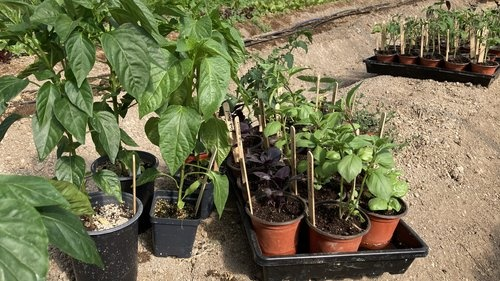 Nursery Plants 