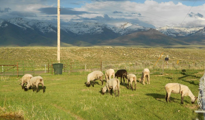 Sheep 