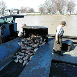 Lake Erie Trapnet