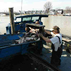Fresh Fish For Every Occasion