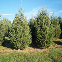 Douglas Fir