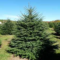 Caanan Fir