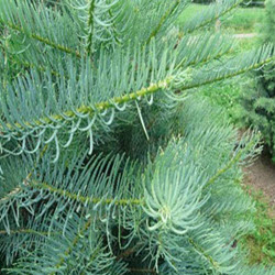 Concolor Fir