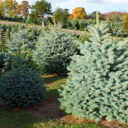 Colorado Blue Spruce