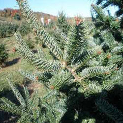 Balsam Fir