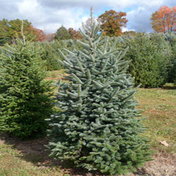 Fralsam Fir