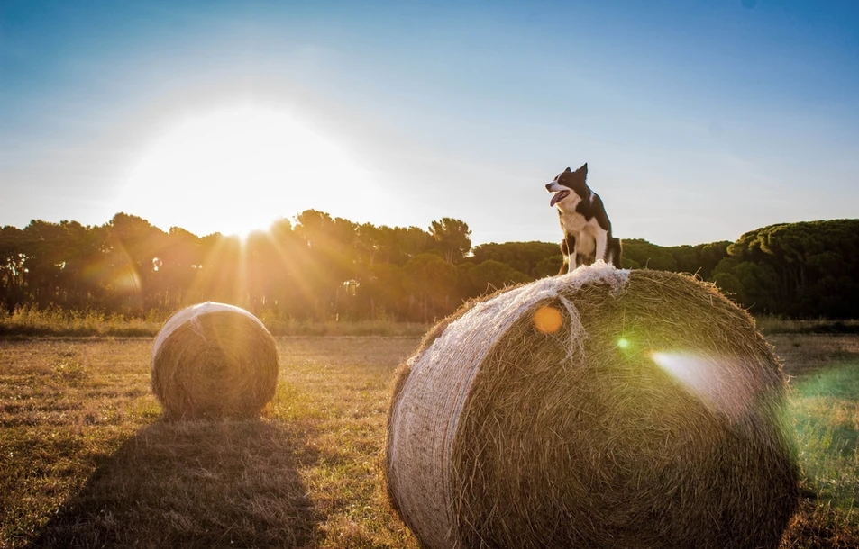 Agriculture