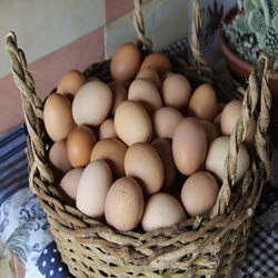Egg Production