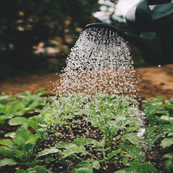 Agriculture