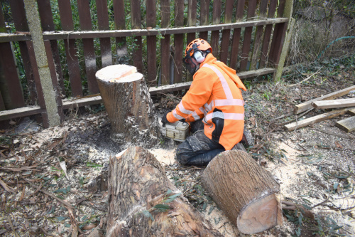 Tree Felling