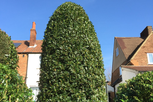 Hedge Trimming