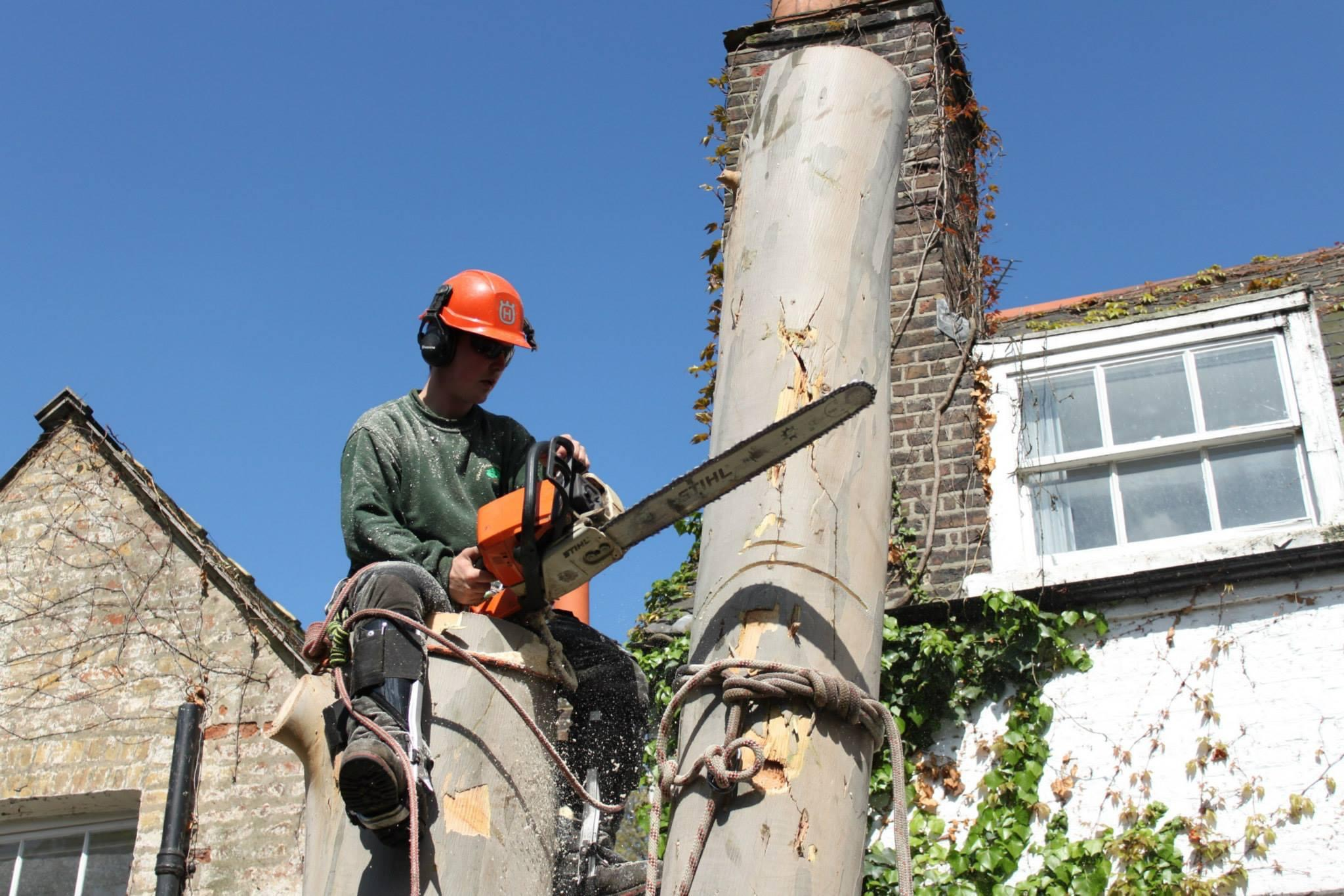 Tree Surgery