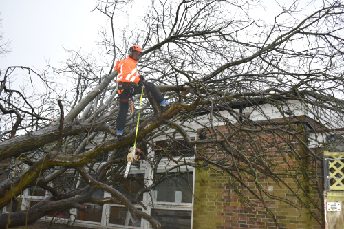 Emergency Tree Work 