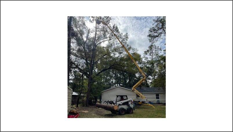 Tree Cutting