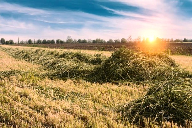 Pasture and Hay Mowing & Baling