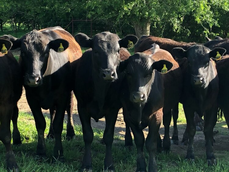 Cattle Farm