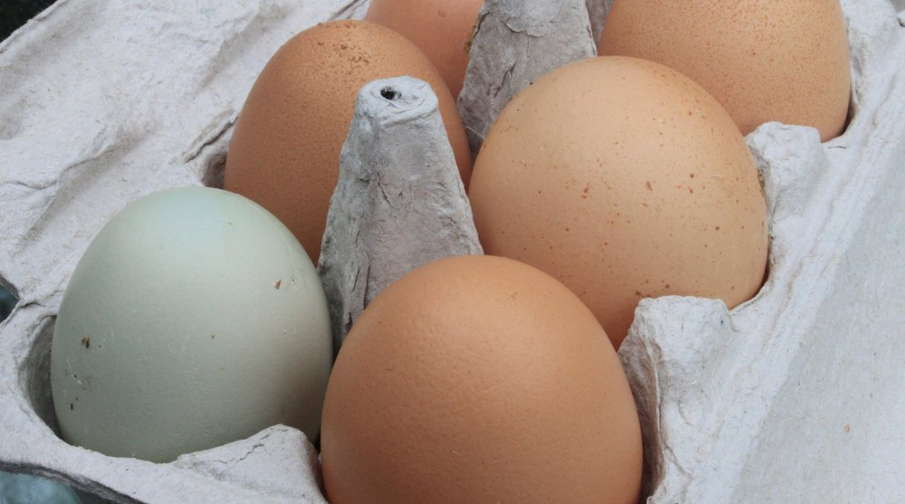 Chicken/Eggs Farm