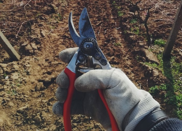 Hedge & Tree Pruning