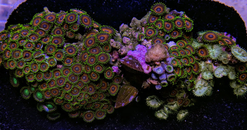 Eagle Eye Zoas Colony