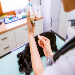 Vaccination