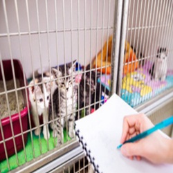 Pet Hospitalization