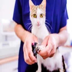 Pet Grooming