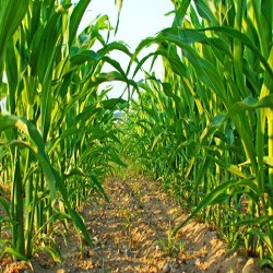 ENVIRONMENTAL SUSTAINABILITY