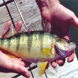 Lake Erie Perch Fishing