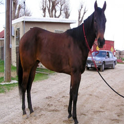 Quarter Horses