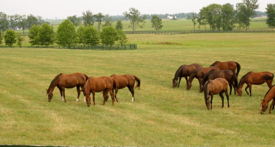 Farm and Ranch Insurance