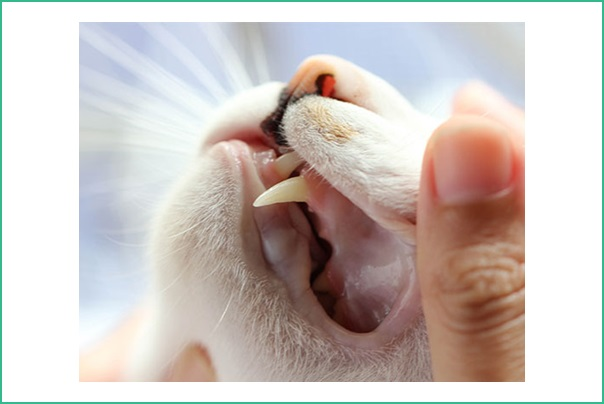 Dentistry