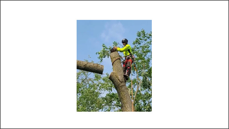 Tree Removal/Trimming