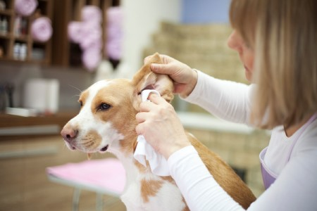 Veterinarian Practices