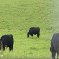 Livestock
