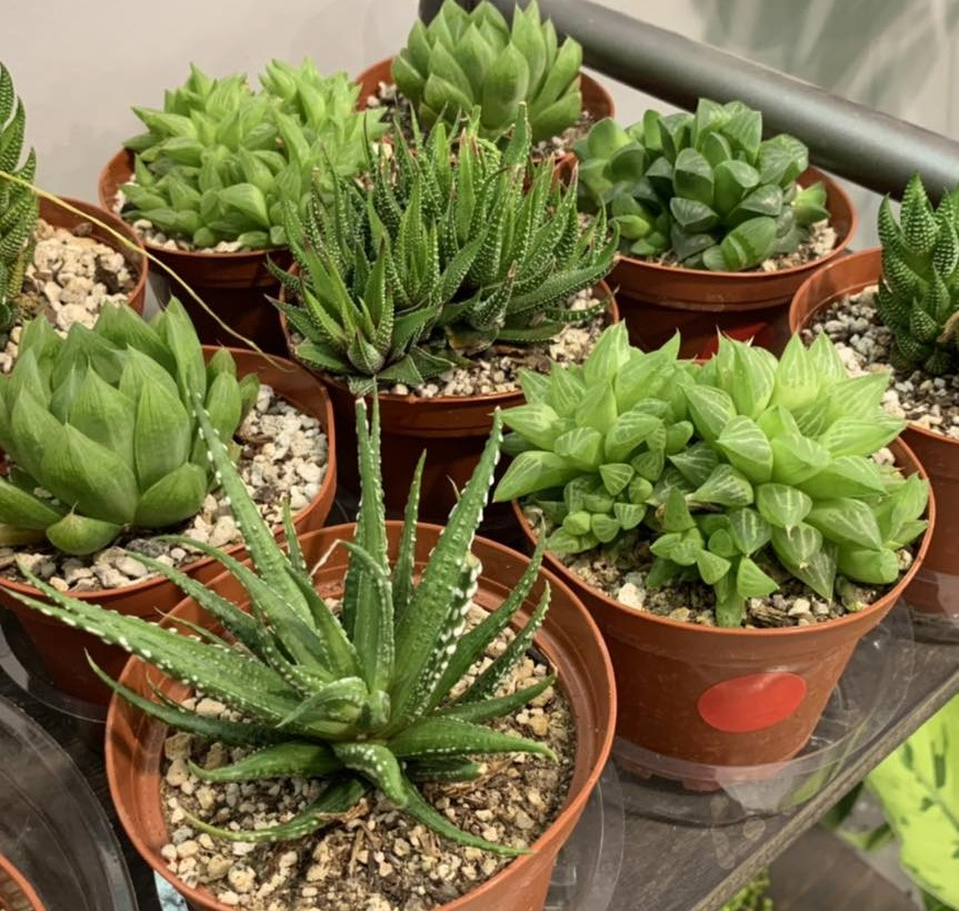 Succulents, Tropicals, & Cacti