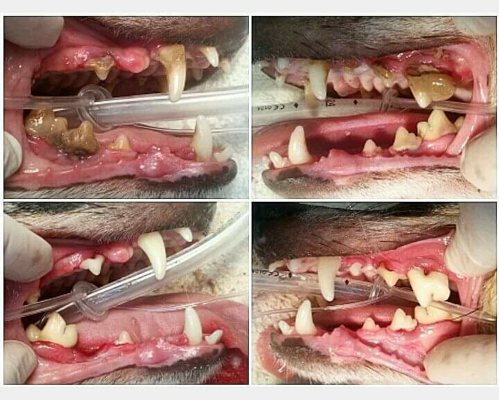 Surgery-Dental cleaning/Extractions