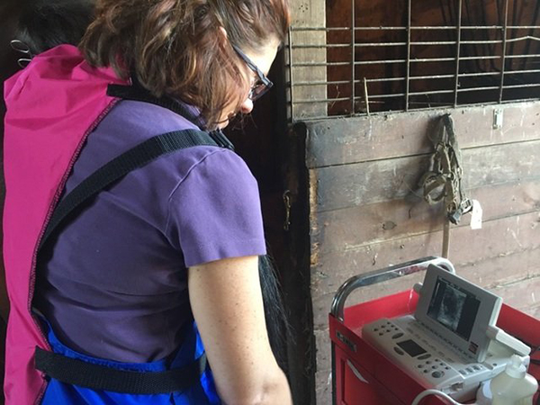 Comprehensive Equine Care Services