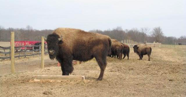 Buffalo