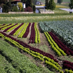 Agriculture Services