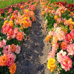 Agriculture