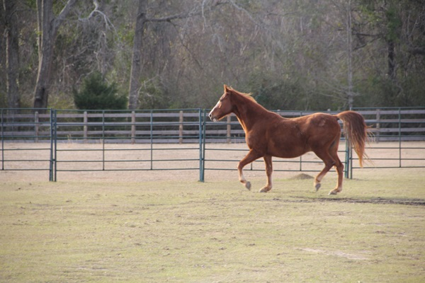 The Stables