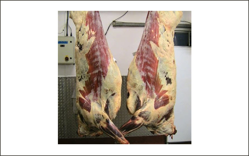 Beef Slaughter & Processing