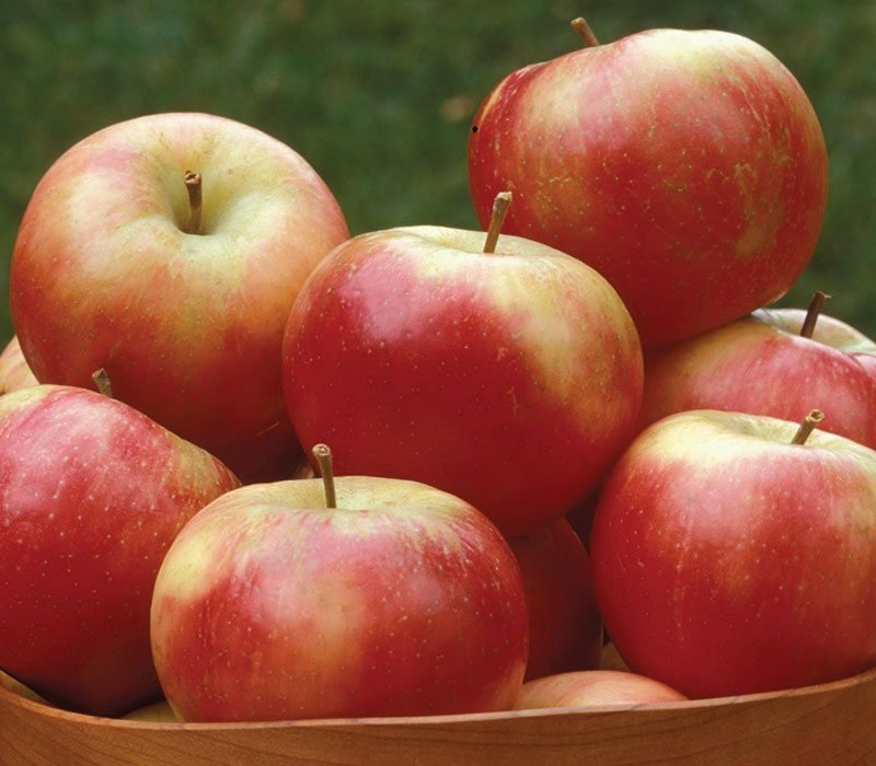 Apples