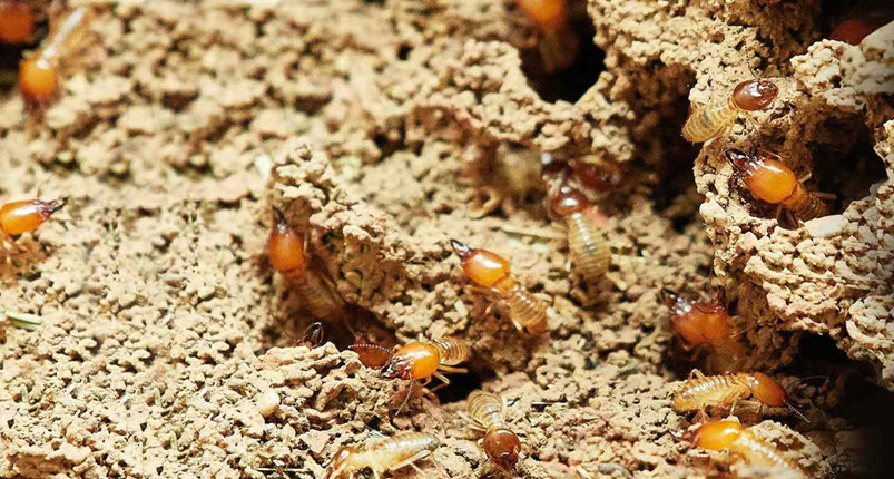 Termite Control